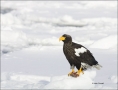Stellers-Sea-Eagle;Sea-Eagle;Eagle;Stellers-Sea-Eagle;Haliaeetus-pelagicus;one-a